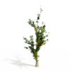 树-动植物-植物-VR/AR模型-3D城