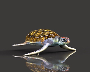 海龟
