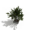 小树-动植物-植物-VR/AR模型-3D城
