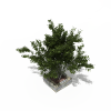 小树-动植物-植物-VR/AR模型-3D城