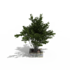 小树-动植物-植物-VR/AR模型-3D城