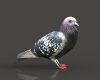 鸽子-动植物-鸟类-VR/AR模型-3D城