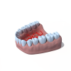 牙齿-角色人体-医学解剖-VR/AR模型-3D城