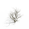 树-动植物-植物-VR/AR模型-3D城