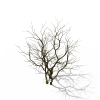 树-动植物-植物-VR/AR模型-3D城