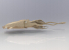 Cuttlefish - Request-动植物-鱼类-VR/AR模型-3D城