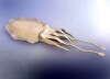 Cuttlefish - Request-动植物-鱼类-VR/AR模型-3D城