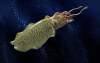 Cuttlefish - Request-动植物-鱼类-VR/AR模型-3D城