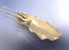 Cuttlefish - Request-动植物-鱼类-VR/AR模型-3D城