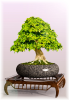 bonsai-table-scarab-建筑-室内-工业CAD模型-3D城