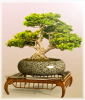 bonsai-table-scarab-建筑-室内-工业CAD模型-3D城