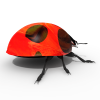 瓢虫-动植物-昆虫-VR/AR模型-3D城