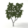 树园林植物-动植物-植物-VR/AR模型-3D城