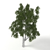 树园林植物-动植物-植物-VR/AR模型-3D城