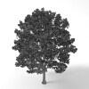 加拿大糖槭 -动植物-植物-VR/AR模型-3D城