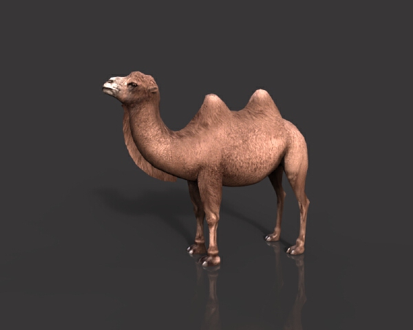 3dcity 专业的vr模型下载与分享平台骆驼 动植物 哺乳动物 Vr Ar模型 3d城