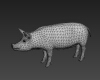 猪-动植物-哺乳动物-VR/AR模型-3D城