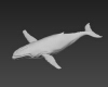 蓝鲸-动植物-哺乳动物-VR/AR模型-3D城
