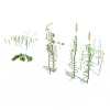 草-动植物-花草-VR/AR模型-3D城