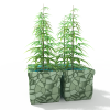 植物-动植物-盆栽-VR/AR模型-3D城