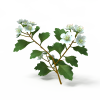 花-动植物-花草-VR/AR模型-3D城