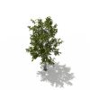 树-动植物-植物-VR/AR模型-3D城