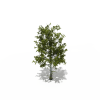 树-动植物-植物-VR/AR模型-3D城