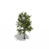 树-动植物-植物-VR/AR模型-3D城
