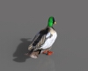 绿头鸭-动植物-鸟类-VR/AR模型-3D城