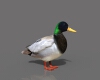 绿头鸭-动植物-鸟类-VR/AR模型-3D城