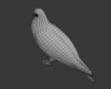 鸽子-动植物-鸟类-VR/AR模型-3D城