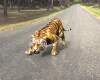 老虎-动植物-哺乳动物-VR/AR模型-3D城