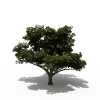 树-动植物-植物-VR/AR模型-3D城