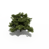 树-动植物-植物-VR/AR模型-3D城