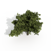 树-动植物-植物-VR/AR模型-3D城