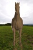 arabian-horse-文体生活-其它-工业CAD模型-3D城