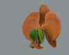 flower-phalaenopsis-文体生活-其它-工业CAD模型-3D城