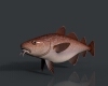 大头鳕-动植物-鱼类-VR/AR模型-3D城