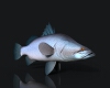 盲曹鱼-动植物-鱼类-VR/AR模型-3D城