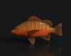 紫红笛鲷-动植物-鱼类-VR/AR模型-3D城
