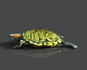 巴西红耳龟