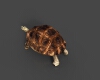 象龟-动植物-爬行动物-VR/AR模型-3D城