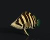 泰国虎鱼-动植物-鱼类-VR/AR模型-3D城