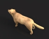 大黄狗-动植物-哺乳动物-VR/AR模型-3D城