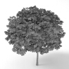 苹婆槭-动植物-植物-VR/AR模型-3D城