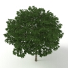 苹婆槭-动植物-植物-VR/AR模型-3D城