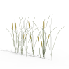 芦苇-动植物-植物-VR/AR模型-3D城