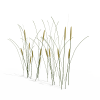 芦苇-动植物-植物-VR/AR模型-3D城