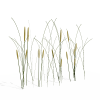 芦苇-动植物-植物-VR/AR模型-3D城
