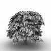 富贵树 -动植物-植物-VR/AR模型-3D城